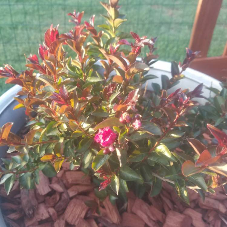 plant image 708390
