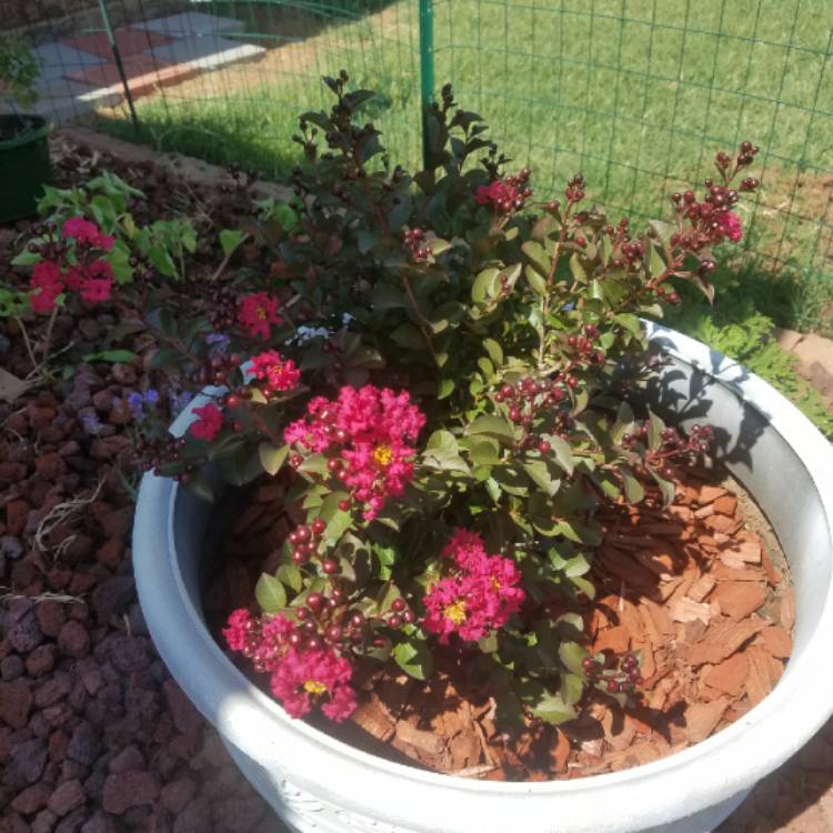 plant image 738041