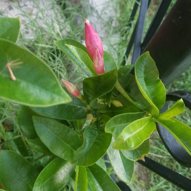 plant image 746511