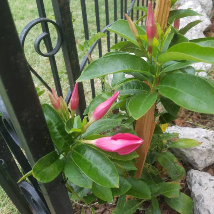 plant image 752004