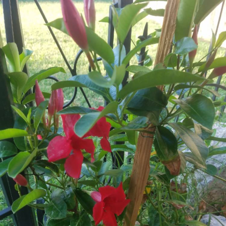 plant image 761329