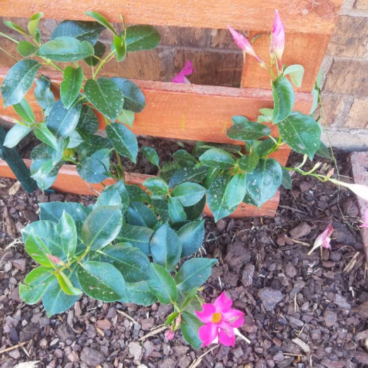 plant image 761332