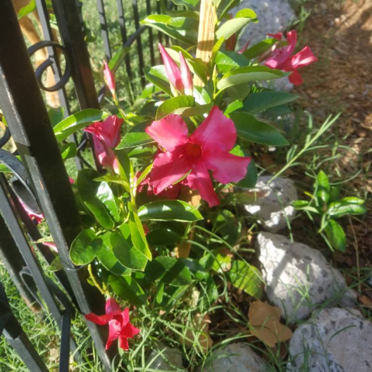 plant image 769986