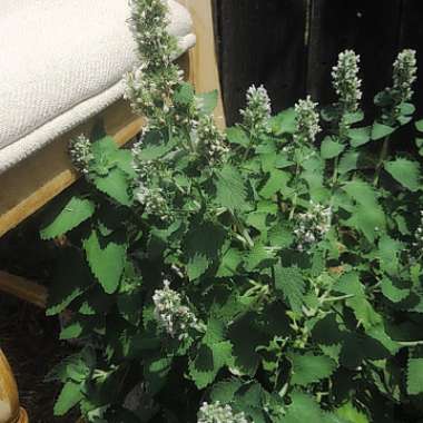 Catnip 'Cataria'